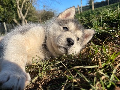 CHIOT 3 Tornade