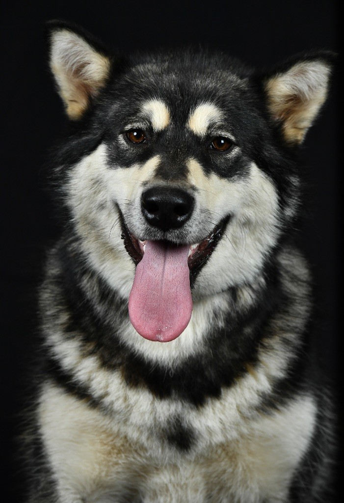 Topaze Des guerriers chippewas