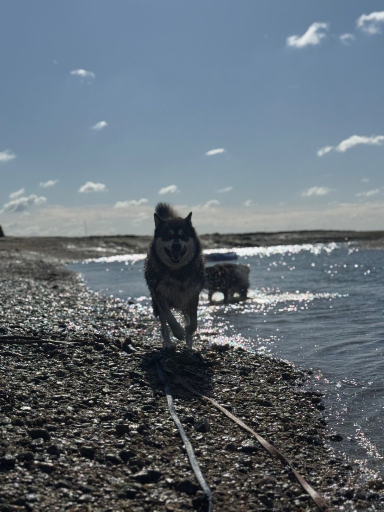 Topaze Future Reproductrice